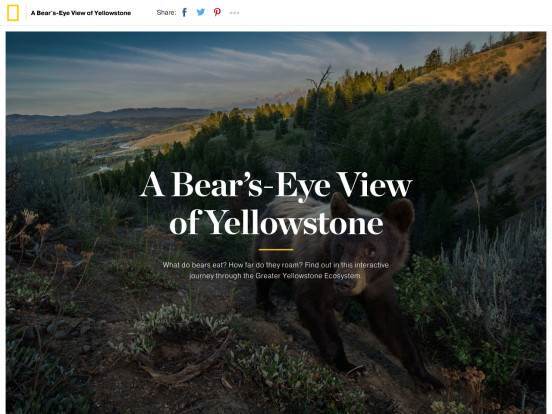 A Bear's-Eye View of Yellowstone